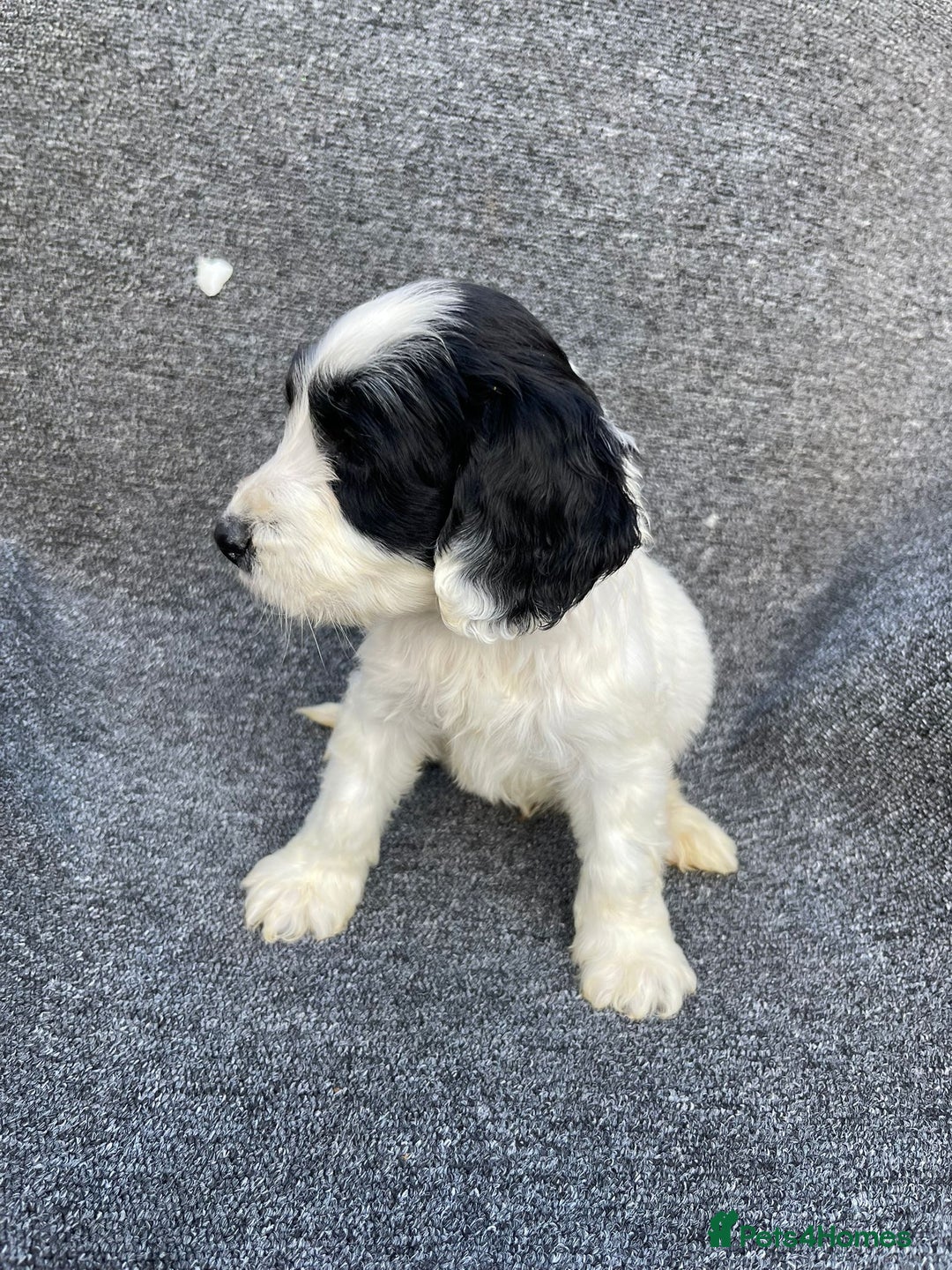 Cockapoo dogs for sale: Adorable Cockerpoo Puppies Ready - Image 6