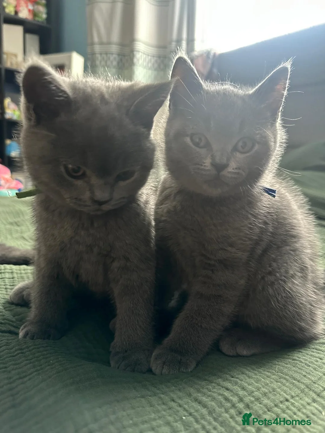 British Shorthair cats for sale: Beautiful british short hair  - Advert 3