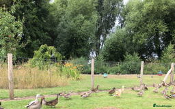 Mixed Breed birds for sale: Ornamental ducks and geese for sale - Image 3