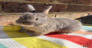 Netherland Dwarf rabbits - Advert 7