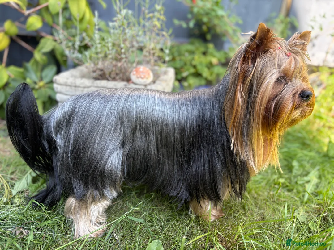 Yorkshire Terrier dogs for stud: Full pedigree Yorkshire Terrier for STUD in Caterham - Advert 3