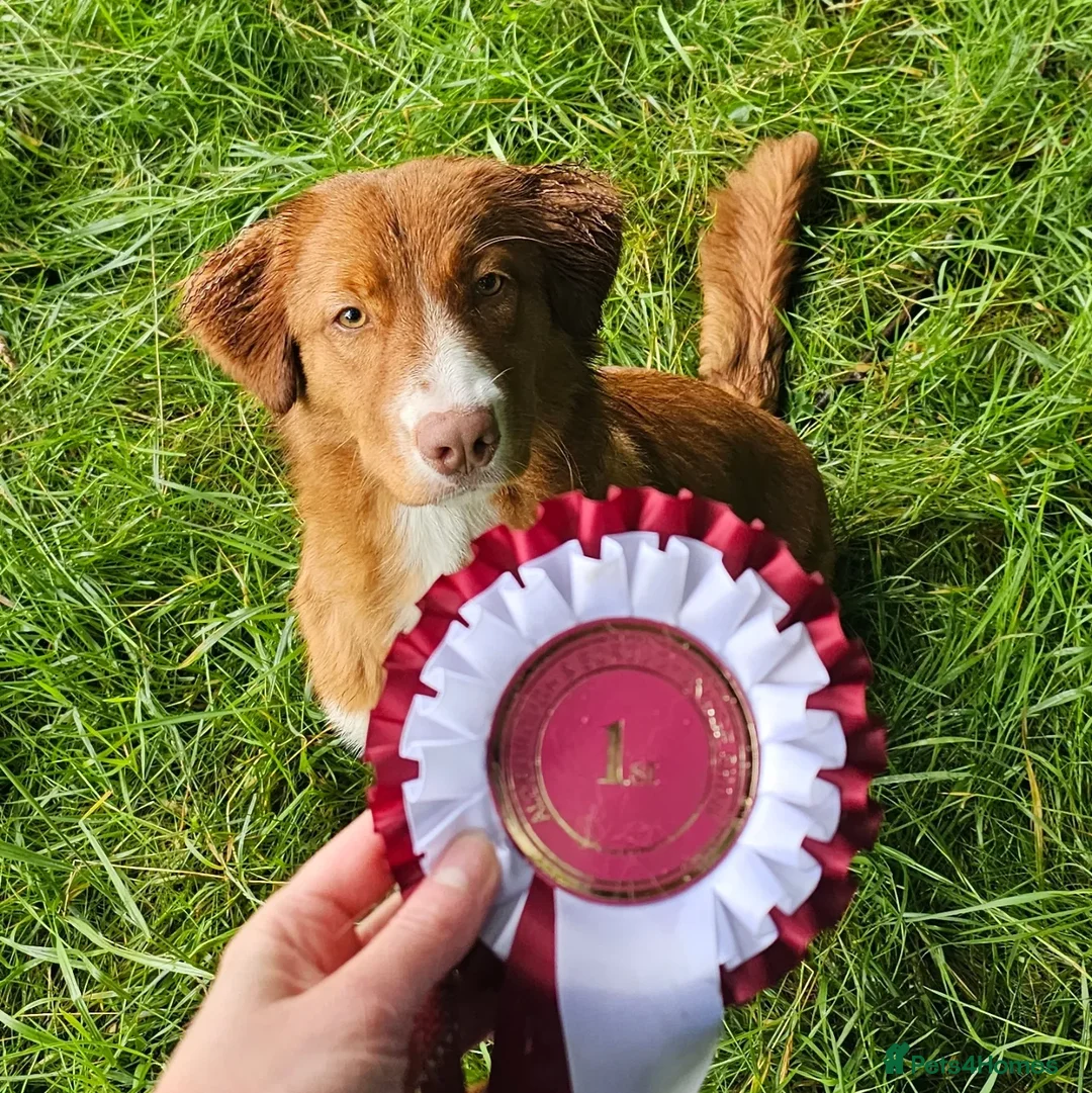 Nova Scotia Duck Tolling Retriever dogs for sale: Champ Line Health Tested KC Toller waiting list  - Image 6