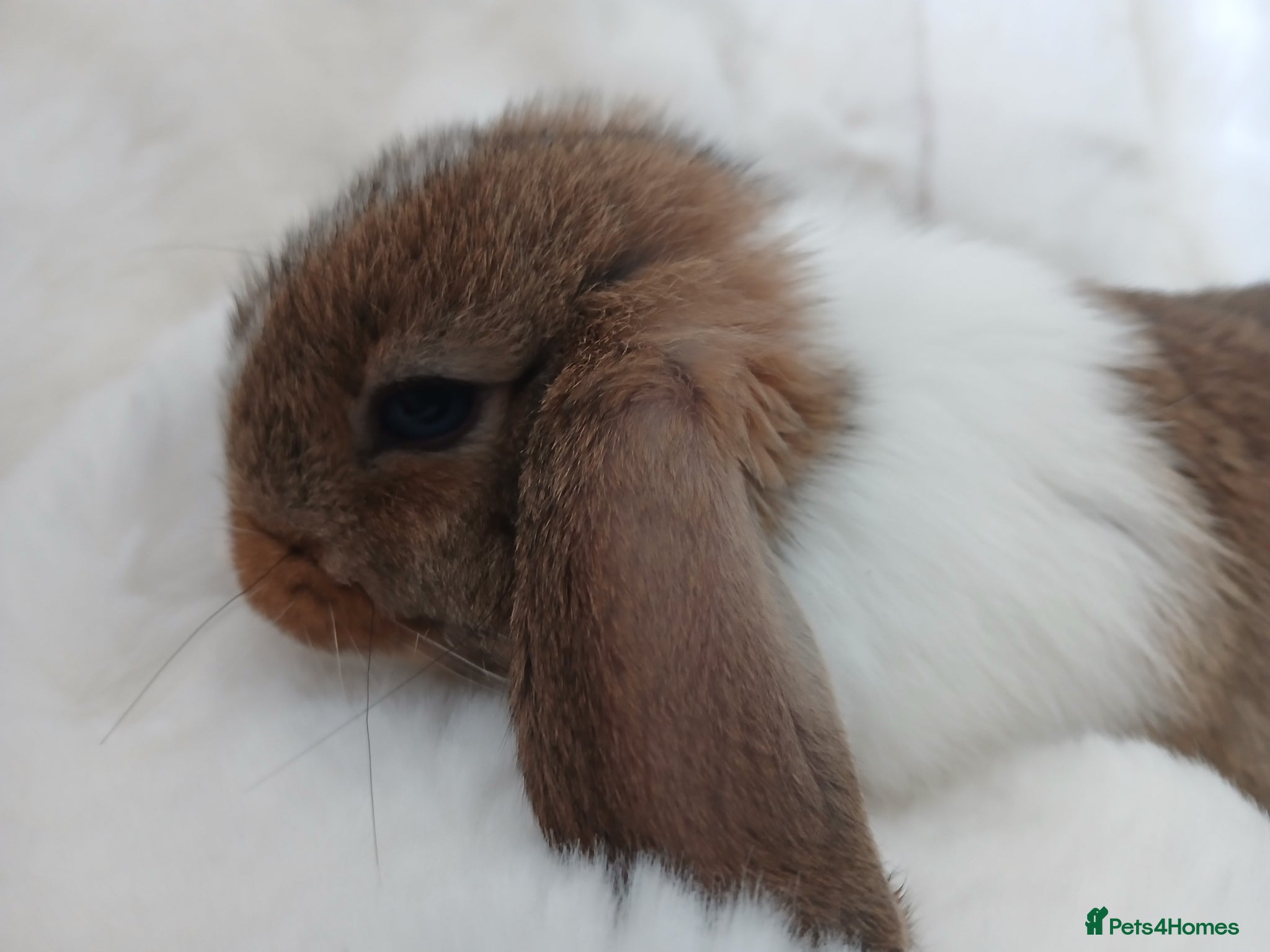 Mini Lop rabbits Baby Rabbits Mixed Litter Grey Brown Lop Eared - Advert 18