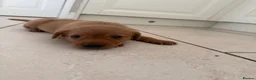 Labrador Retriever dogs for sale: Fox Red KC registered Labradors - Advert 16