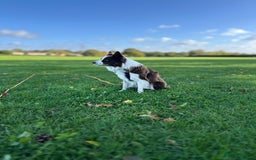 Border Collie dogs for stud: Kajtek Red-white border collie looking for a lady! - Image 7