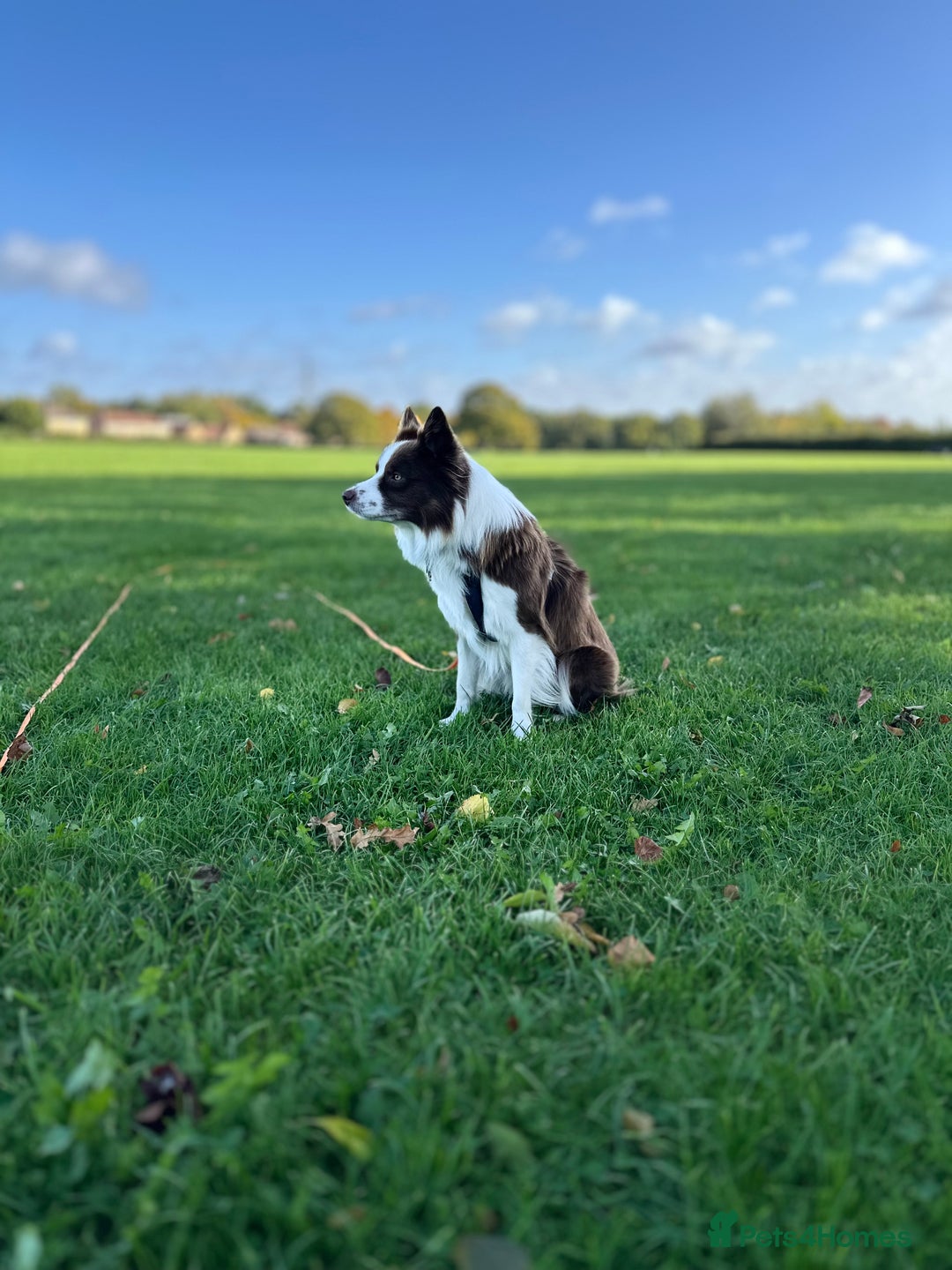 Border Collie dogs for stud: Kajtek Red-white border collie looking for a lady! - Image 7