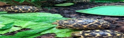 Tortoise reptiles for sale: Indian star tortoise  - Advert 2