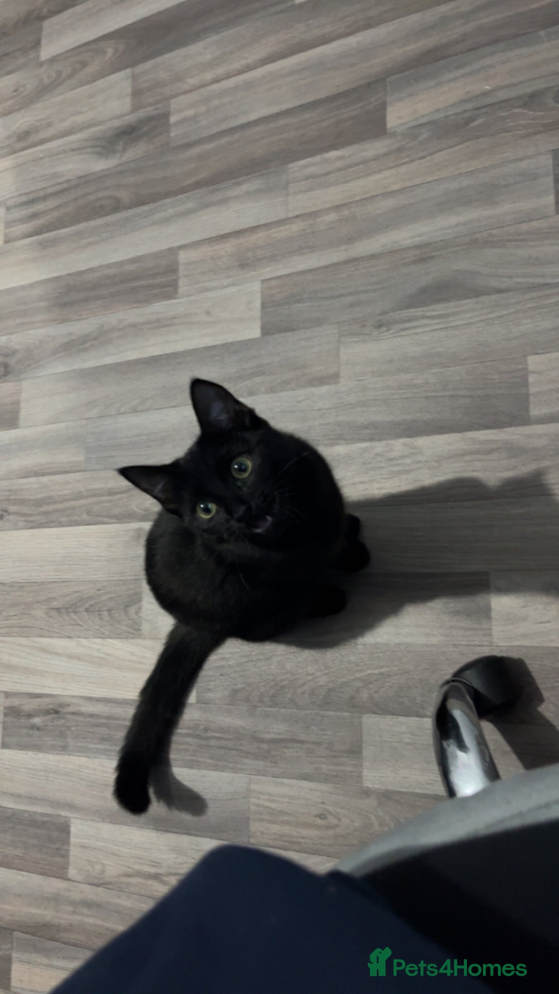 Mixed Breed cats Ragdoll mix - Advert 3