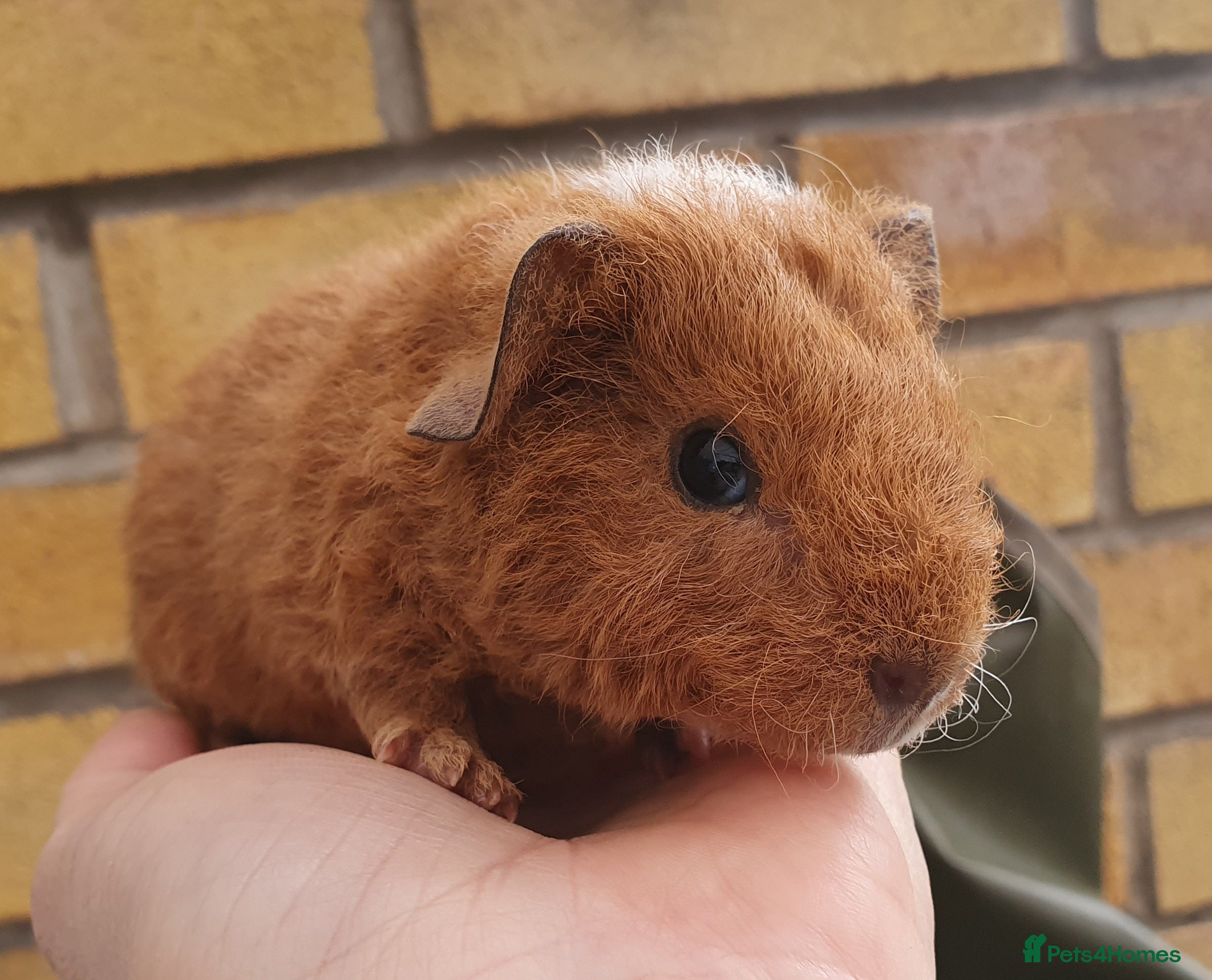 Guinea Pig rodents Beautiful guinea pigs  - Advert 1