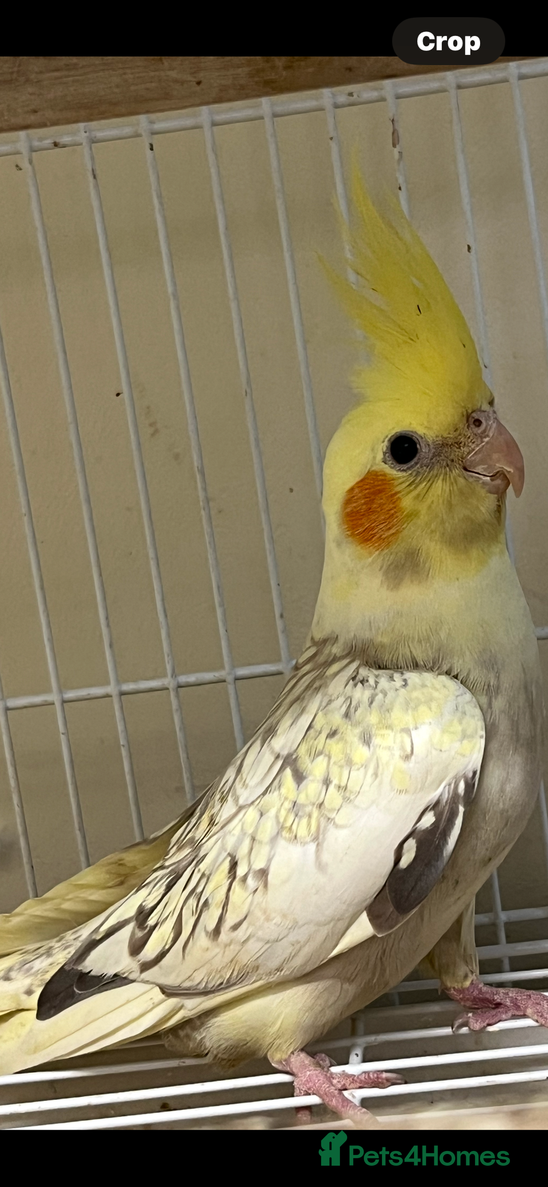 Cockatiels birds for sale: Semi Tame Cockatiels - Image 5