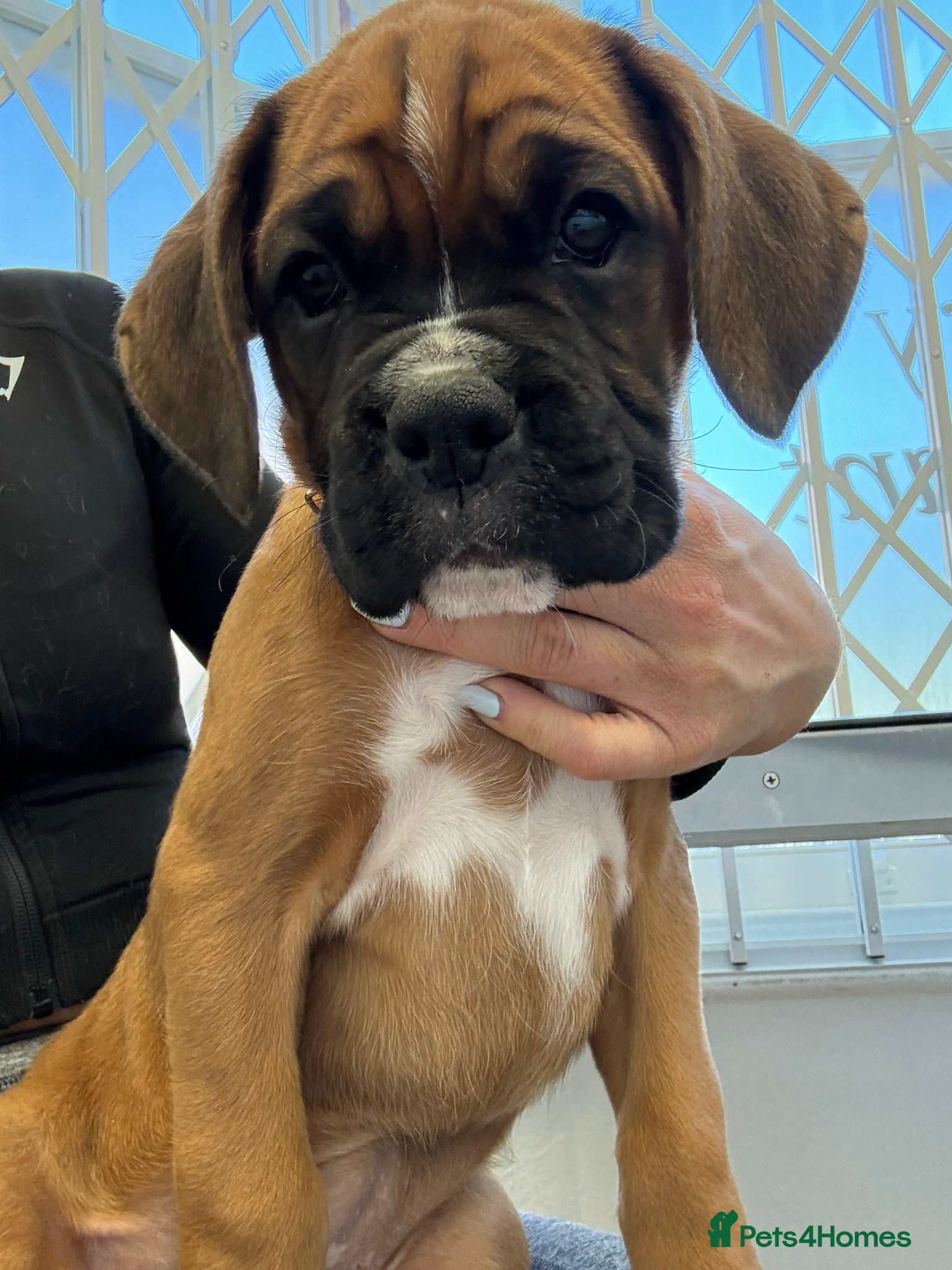 Boxer dogs Boxer Puppies  - Advert 11