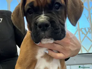 Boxer dogs Boxer Puppies - Advert 1