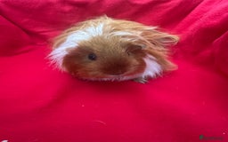 Guinea Pig rodents for sale: Mixed aged females  - Image 16