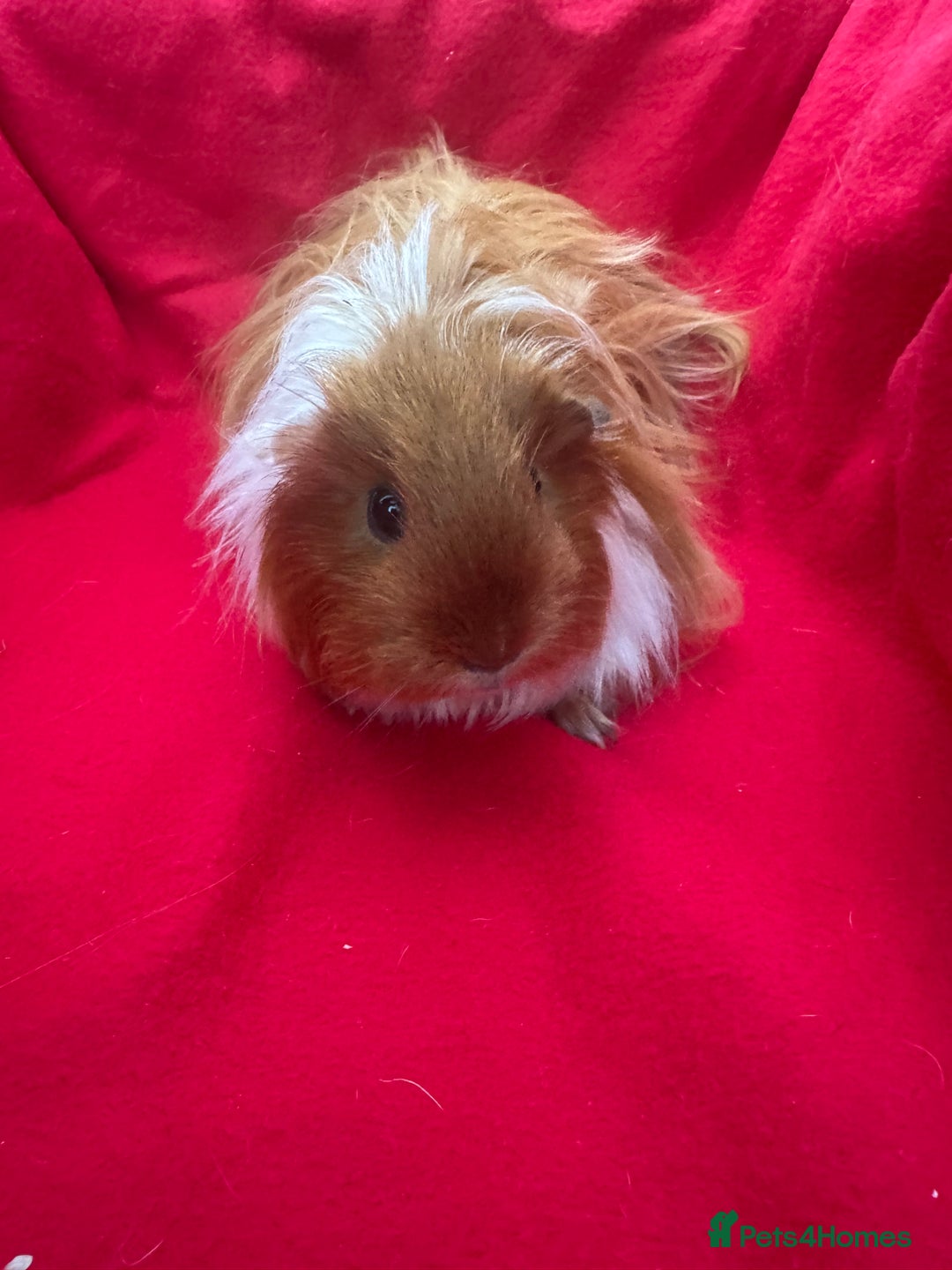 Guinea Pig rodents for sale: Mixed aged females  - Image 16