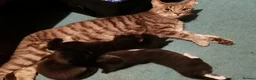 Domestic Shorthair cats for sale: 3 beautiful kittens - Advert 2