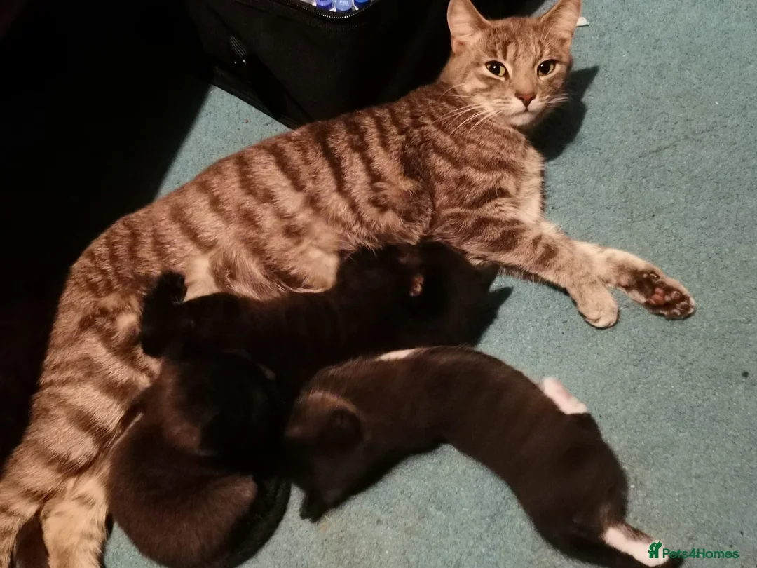 Domestic Shorthair cats for sale: 3 beautiful kittens - Advert 2