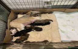 Lhasa Apso dogs for sale: Beautiful KC registered Lhasa Apso puppies.  - Image 11