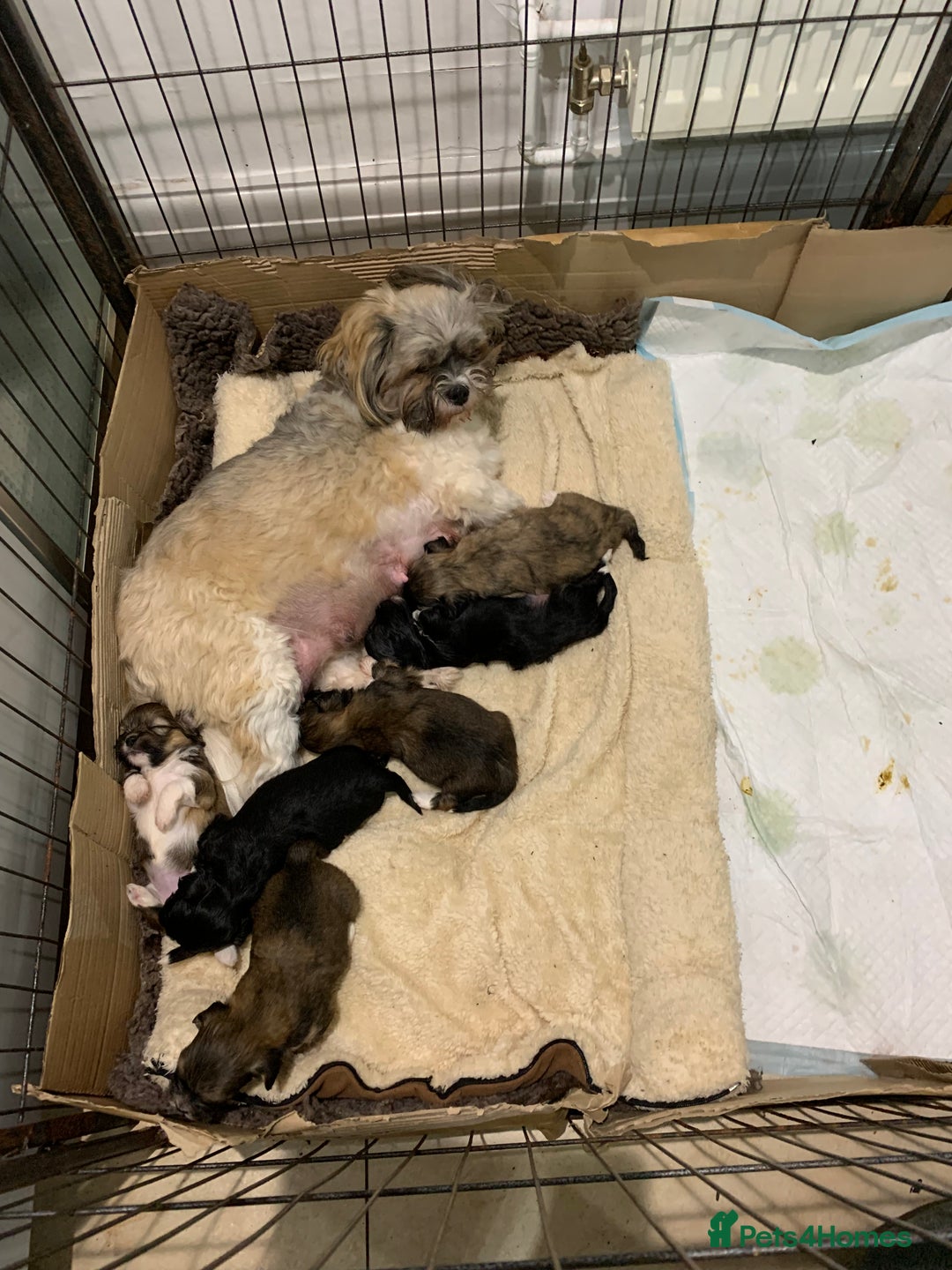 Lhasa Apso dogs for sale: Beautiful KC registered Lhasa Apso puppies.  - Image 11