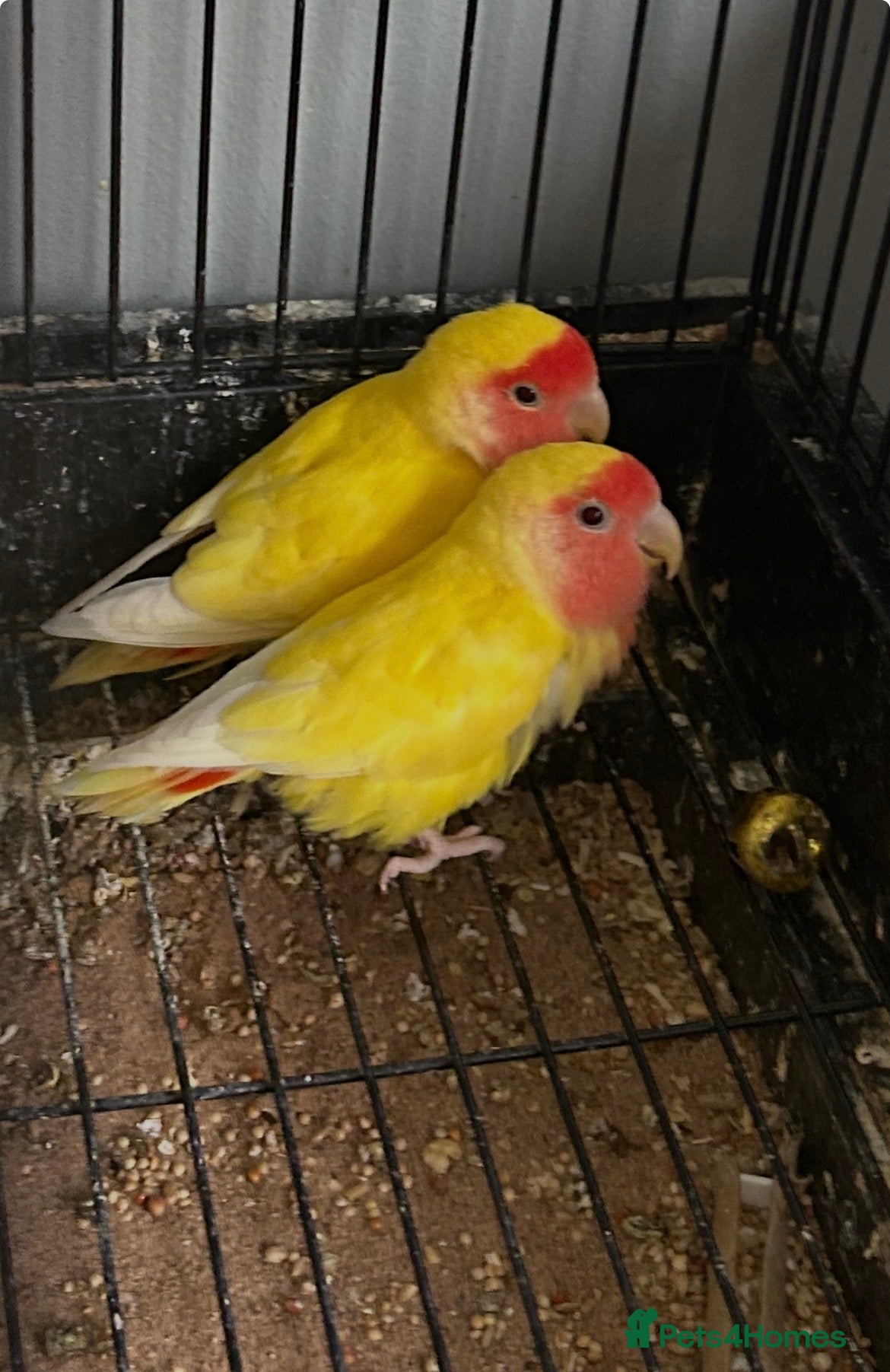Budgerigars birds Lovebirds  - Advert 15