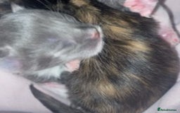 Mixed Breed cats for sale: Beautiful unique litter of 5 🩵💜🩵💜🩵 - Image 7