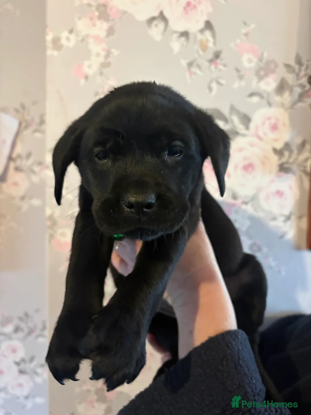 Labrador Retriever dogs for sale: 🐾 Gorgeous Labrador Puppies for Sale 🐾  - Advert 7