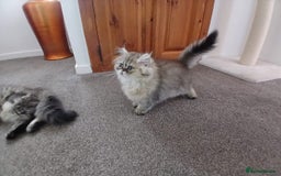 Persian cats for sale: Pedigree Registerd kitten - Image 5