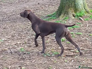 German Shorthaired Pointer dogs Stunning litter - Advert 9