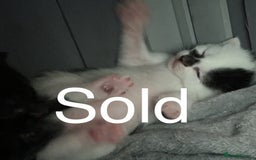Mixed Breed cats for sale: 3 beautiful black kitten girls  - Image 14