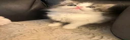Persian cats for sale: Adorable Persian kittens - Advert 3
