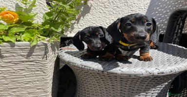 Miniature Dachshund dogs - Advert 15