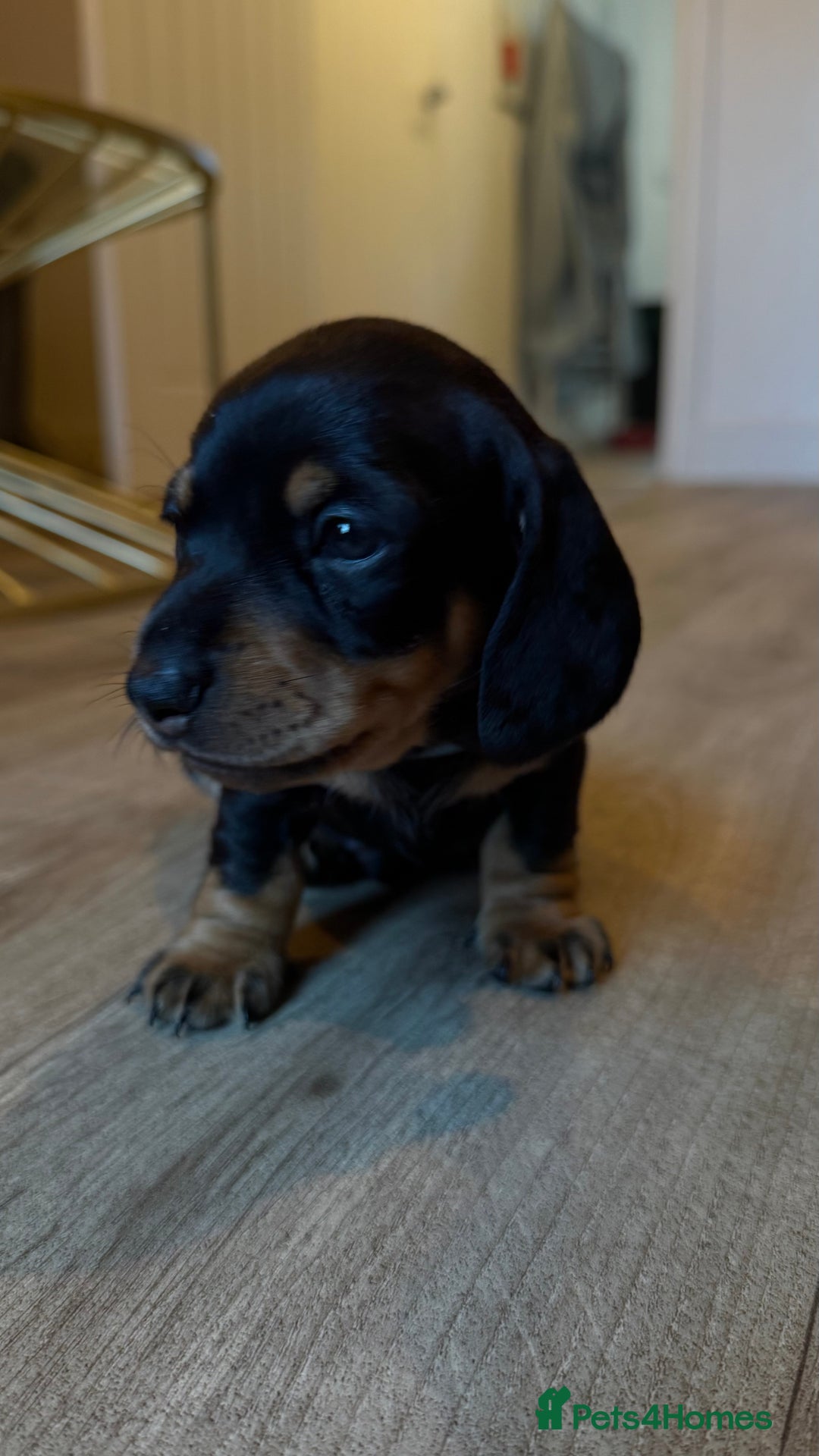 Miniature Dachshund dogs for sale: ⭐️OUTSTANDING MINI DACHSHUND PUPS⭐️  - Advert 8