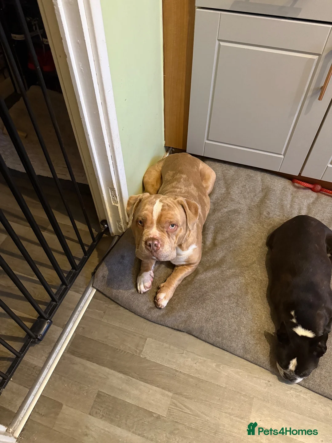 American Bully dogs for sale: Beautiful exotic pocket bully male - Advert 2