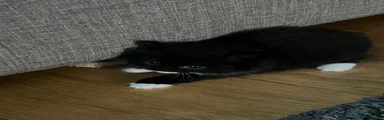Black with white female kitten