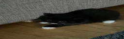 Mixed Breed cats for sale: Gorgeous black kittens - Advert 3