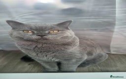 British Shorthair cats for sale: British Shorthair Male Cat – 1 Year Old – For Sale - Image 1