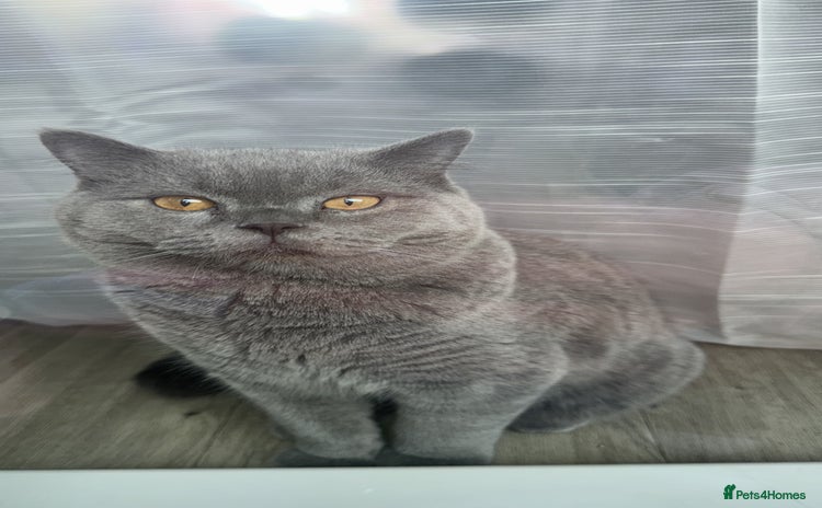 British Shorthair cats - Advert 8
