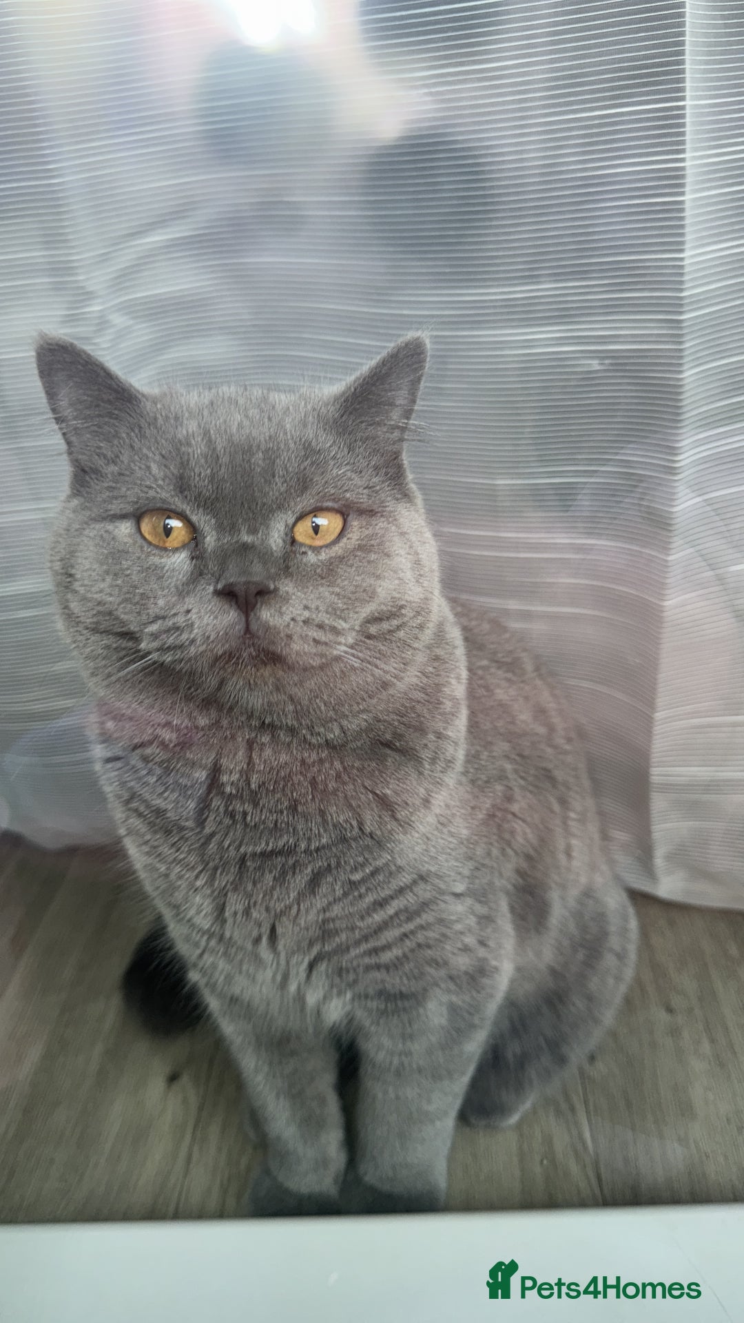 British Shorthair cats for sale: British Shorthair Male Cat – 1 Year Old – For Sale - Image 1