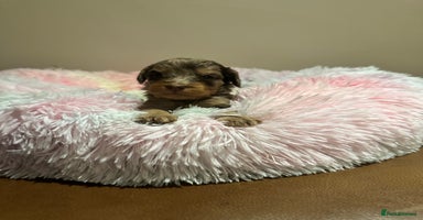 Cockapoo dogs - Advert 4