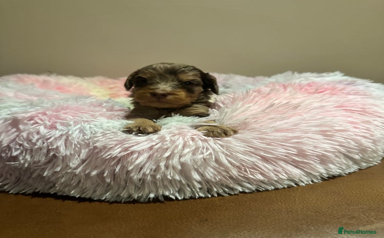 Cockapoo dogs - Advert 8