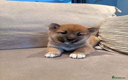 Japanese Shiba Inu dogs for sale: Health Tested Japanese Shiba Inu Puppies  - Image 2