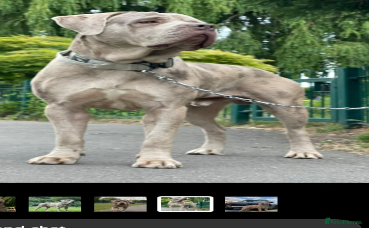 Mastiff dogs - Advert 1
