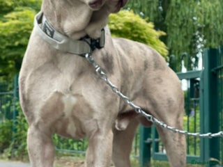 Mastiff dogs - Advert 1