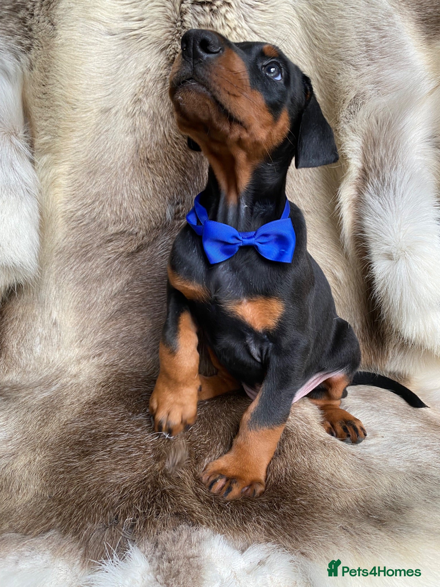 Dobermann dogs *KC REGISTERED* HEALTH TESTED DOBERMAN PUPPIES - Advert 2