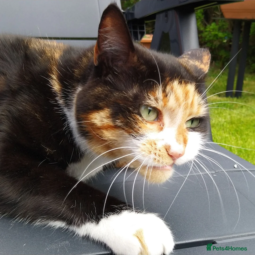 Mixed Breed cats for adoption: Sweet Meowy Girl - Advert 4