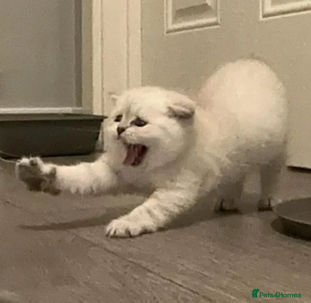 Scottish Fold cats for sale: Adorable Scottish Fold & Straight Kittens - Advert 5