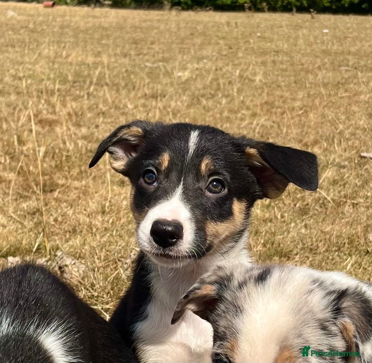 Border Collie dogs Gorgeous collie pups - ready to go 🏡 🩷 - Advert 1