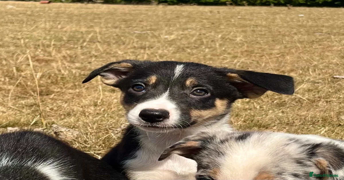 border-collie-border-collie-puppies-for-sale-pets4homes