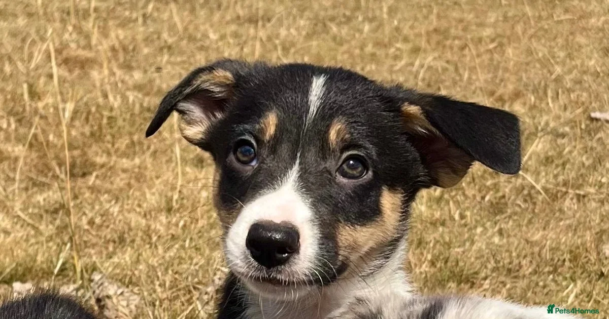 Border Collie Border Collie Puppies For Sale Pets4Homes border-collie-border-collie-puppies-for-sale-pets4homes