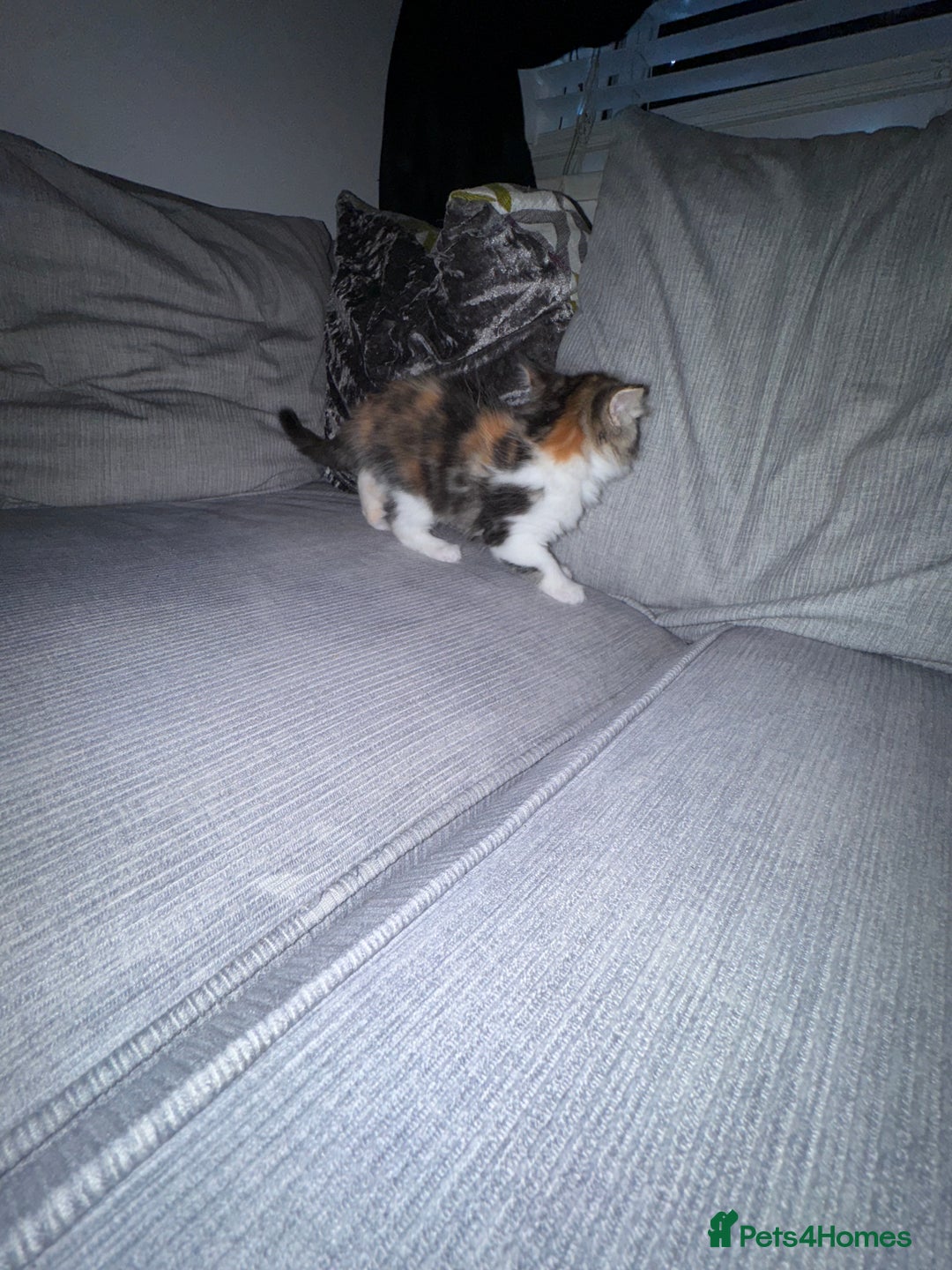 Ragdoll cats for sale: Stunning ragdoll x kittens  - Advert 6