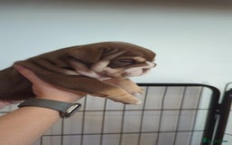 English Bulldog dogs for sale: Chunky English Bulldog Puppies  - Image 3